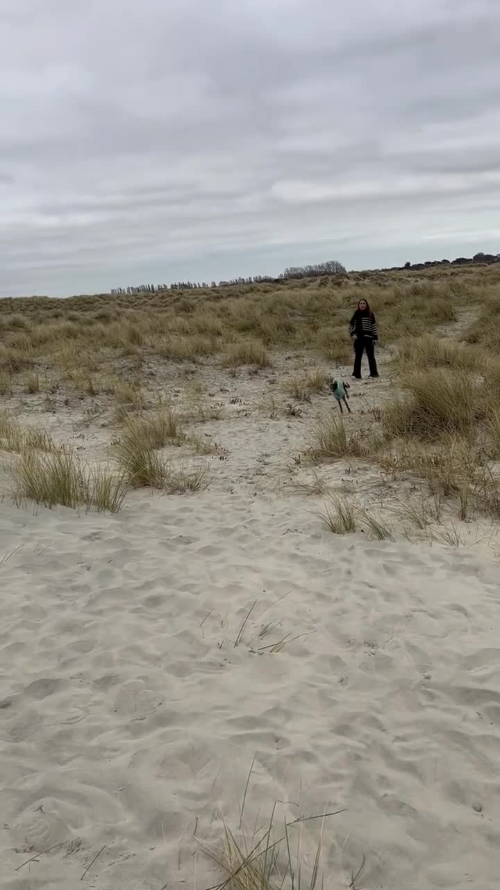 Mixed Breed dogs for sale: 4yo male whippet urgently needs a home  - Video 1