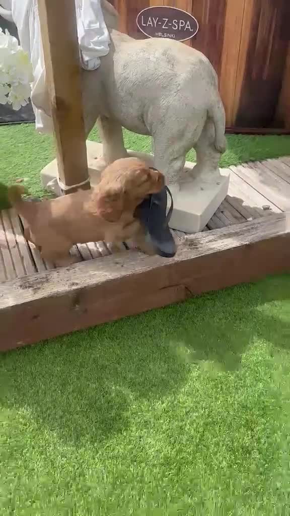 Cockapoo dogs for sale: 🩷1 gorgeous little girl🩷ready to leave now🩷 - Video 1