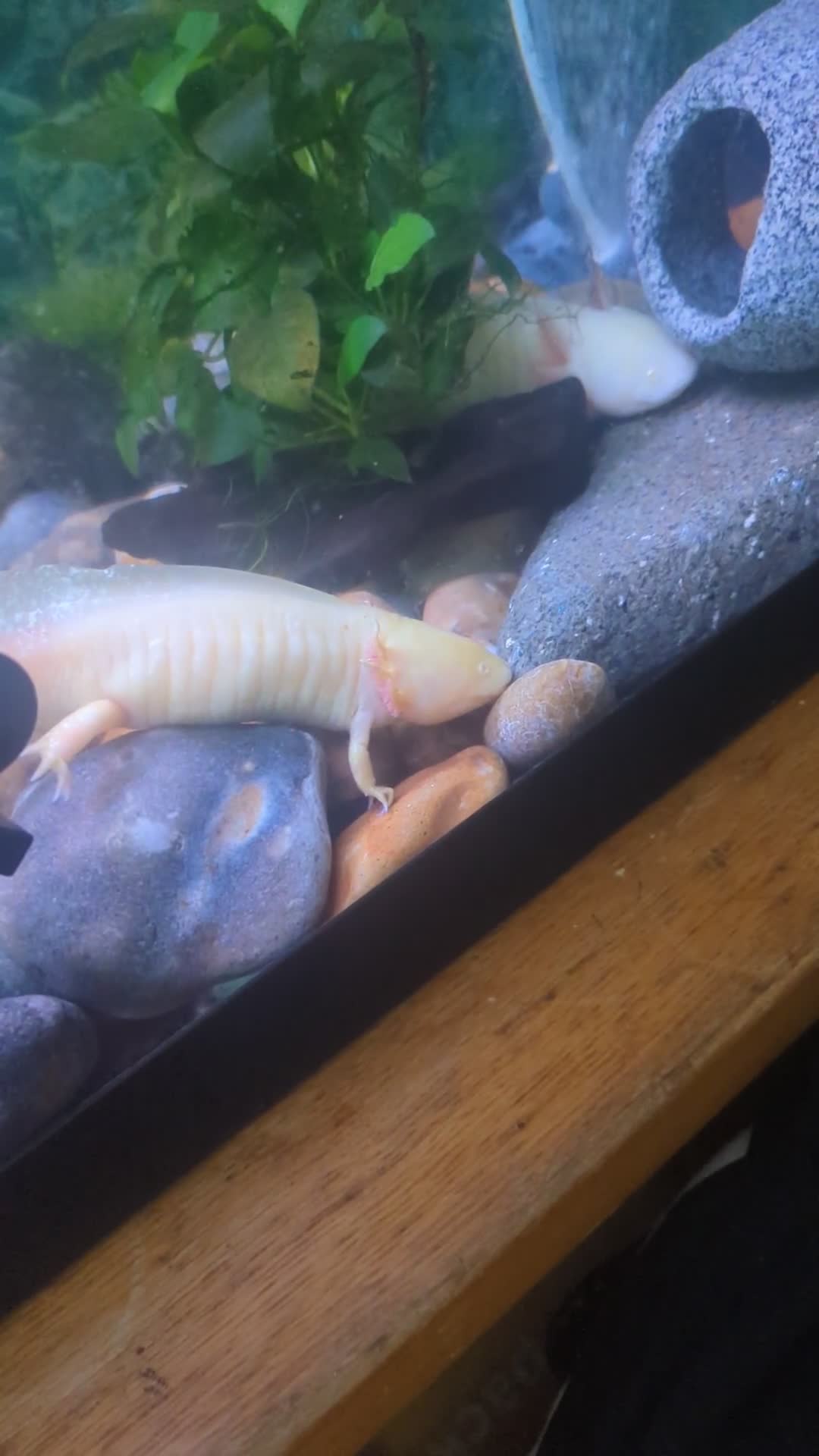 Axolotl reptiles for sale: Two axolotls and full setup - Video 1