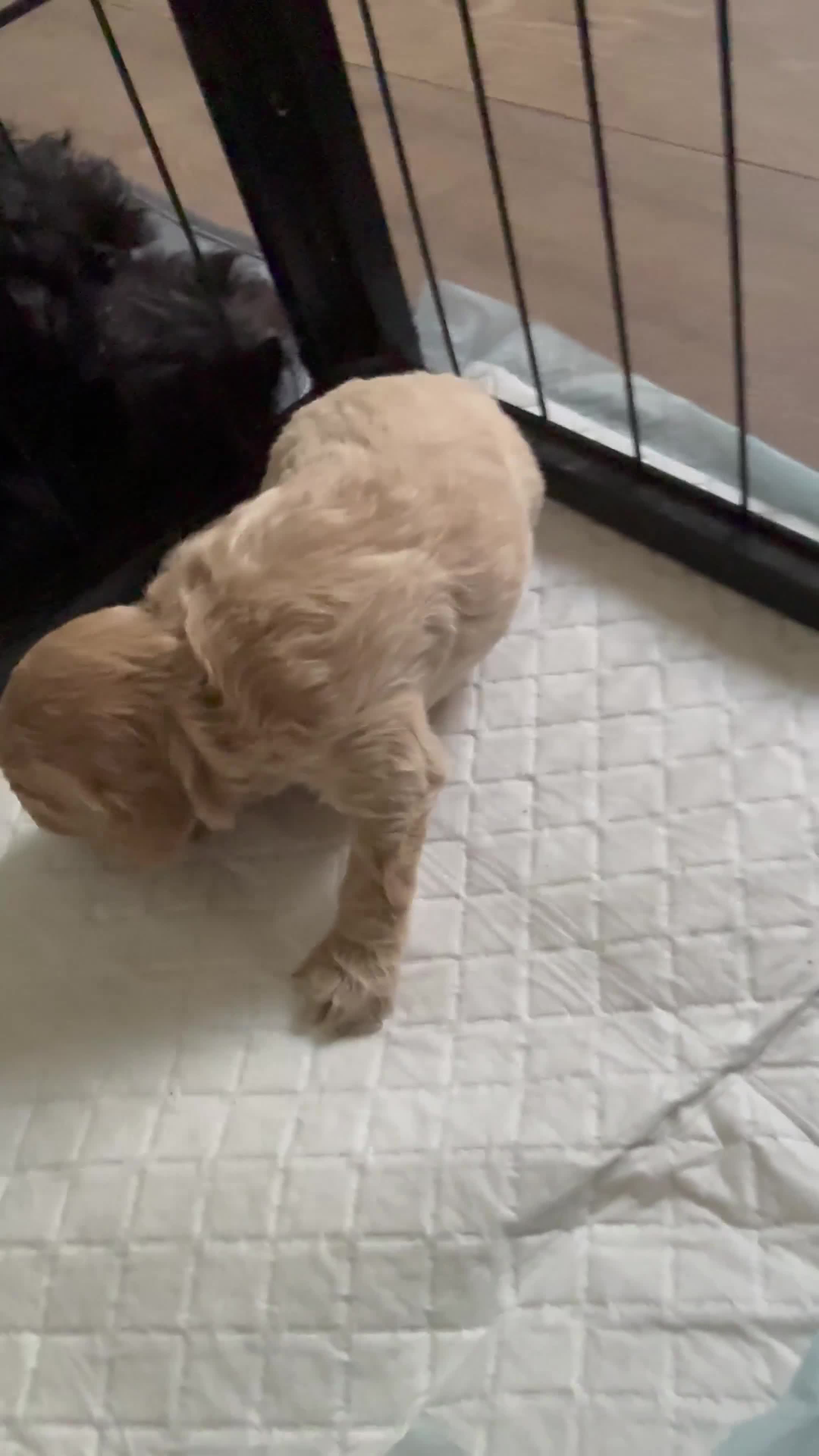Cockapoo dogs for sale: 1 GIRL LEFT 🐾 Stunning F2 Cockapoo Pups - Video 2
