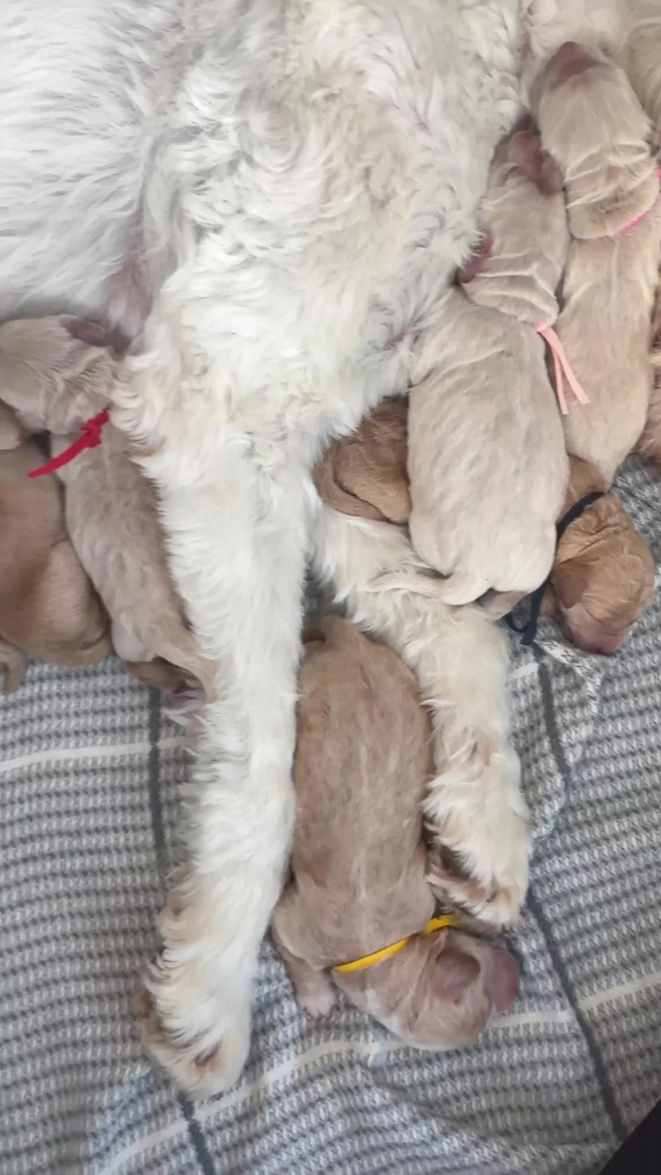 Goldendoodle dogs for sale: Beautiful Goldendoodle Puppies Available  - Video 1