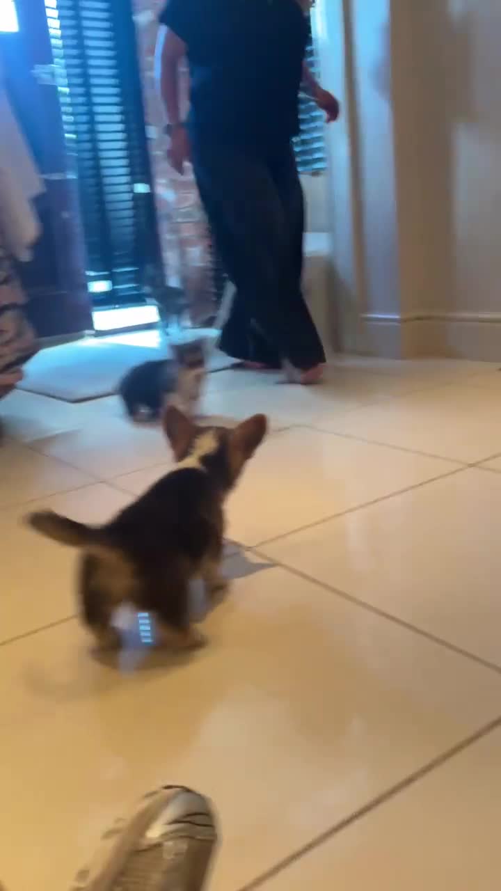 Welsh Corgi Pembroke dogs for sale: 2 Tri Pembrokeshire corgi pups look for homes - Video 1