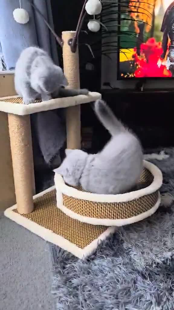 British Shorthair cats for sale: (READY NOW) Show Quality Champions 🥇🏆BSH GCCF - Video 1