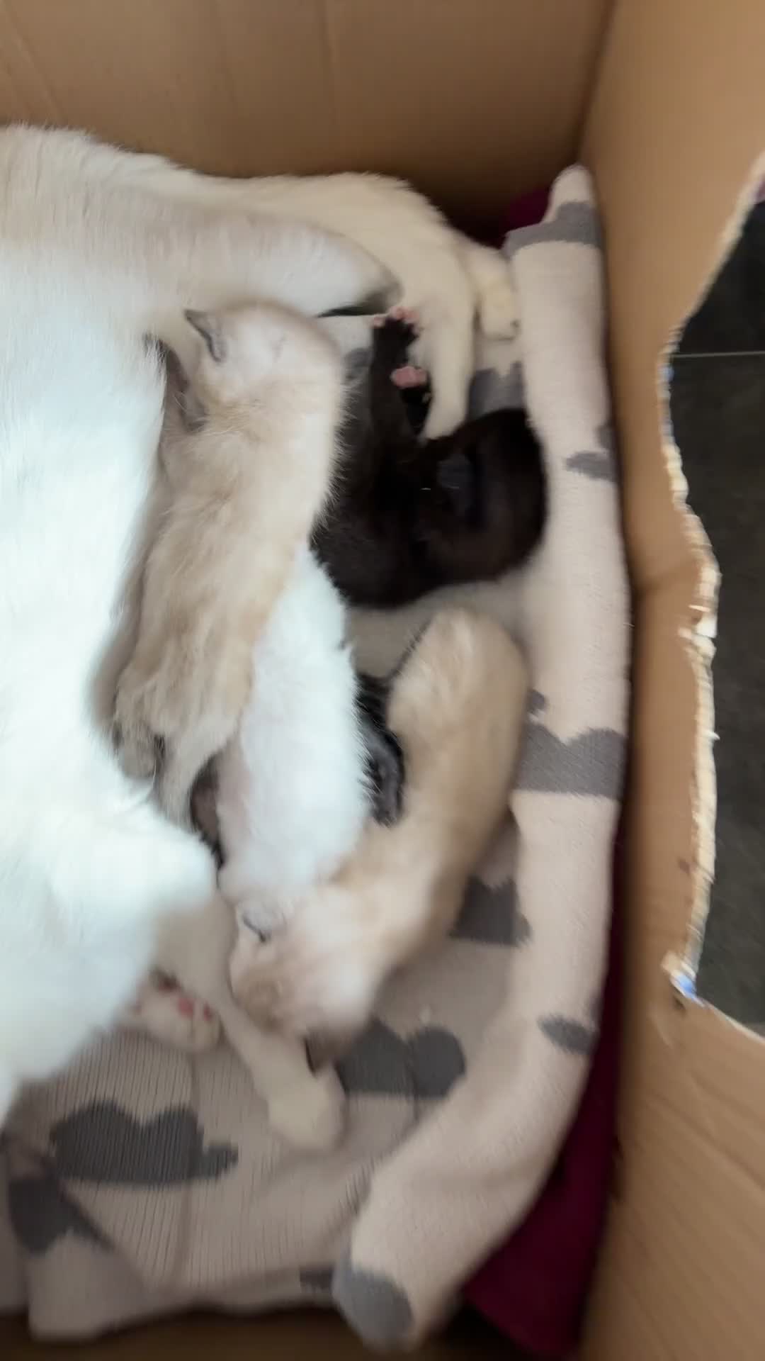 Ragdoll cats for sale: 4 beautiful ragdol x kittens  - Video 1