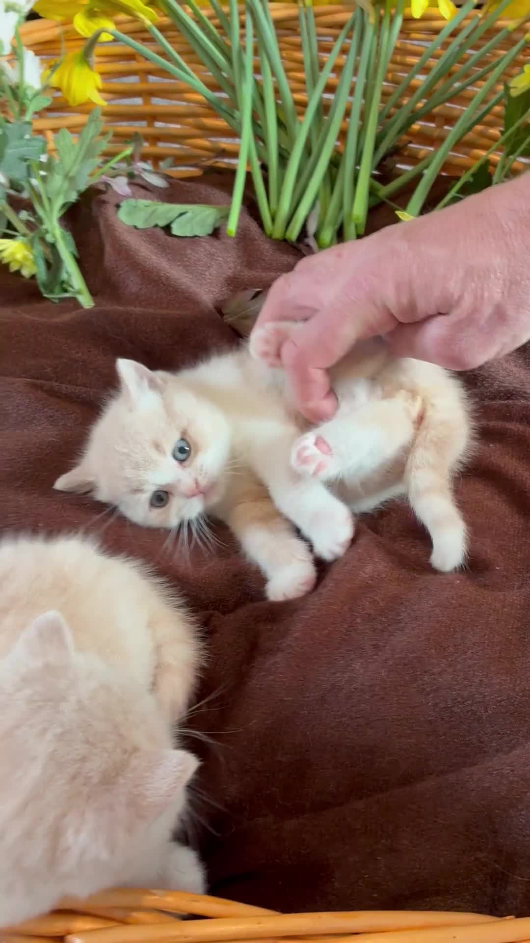 British Shorthair cats for sale: 3 Females left!  TICA Reg British Shorthairs - Video 2