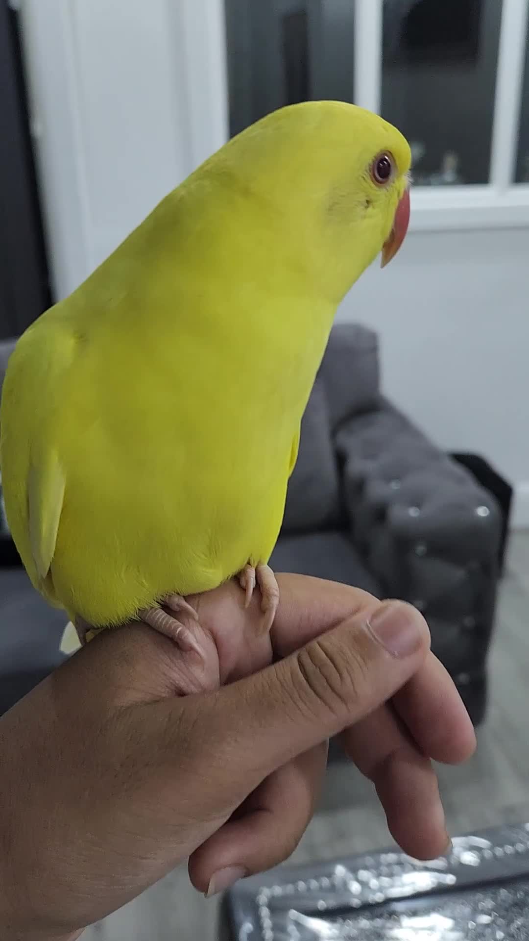 Budgerigars birds for sale: Handreared super tame baby yellow ringneck parrot - Video 1