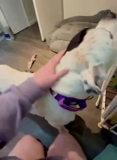 Mixed Breed dogs for adoption: 💙Ghost💙 12 yo rescued from horrific conditions - Video 5