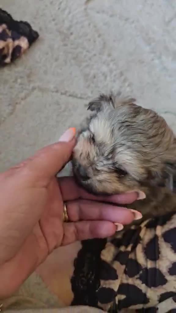 Mixed Breed dogs for sale: 2 pom yorkies  in Harlow - Video 1