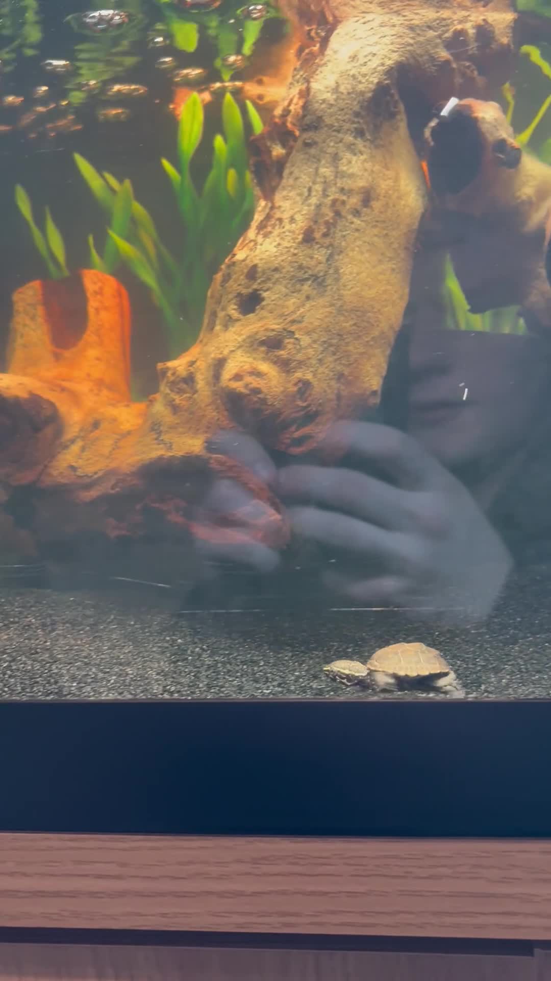 Turtle reptiles for sale: 3 baby musk turtles with set up - Video 1
