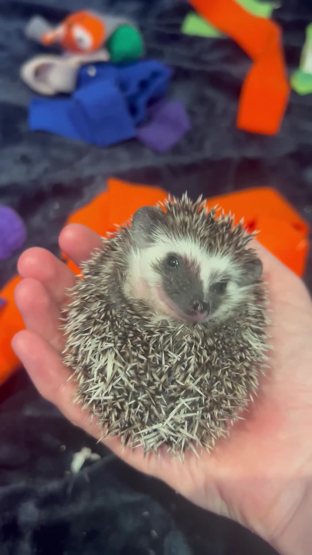 Pygmy Hedgehog rodents for sale: Gorgeous APH blaze hoglet - Video 3