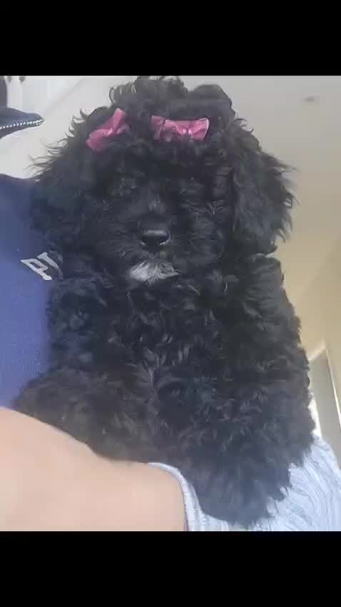 Cockapoo dogs for sale: Last girl Health checked and ready to go  - Video 1