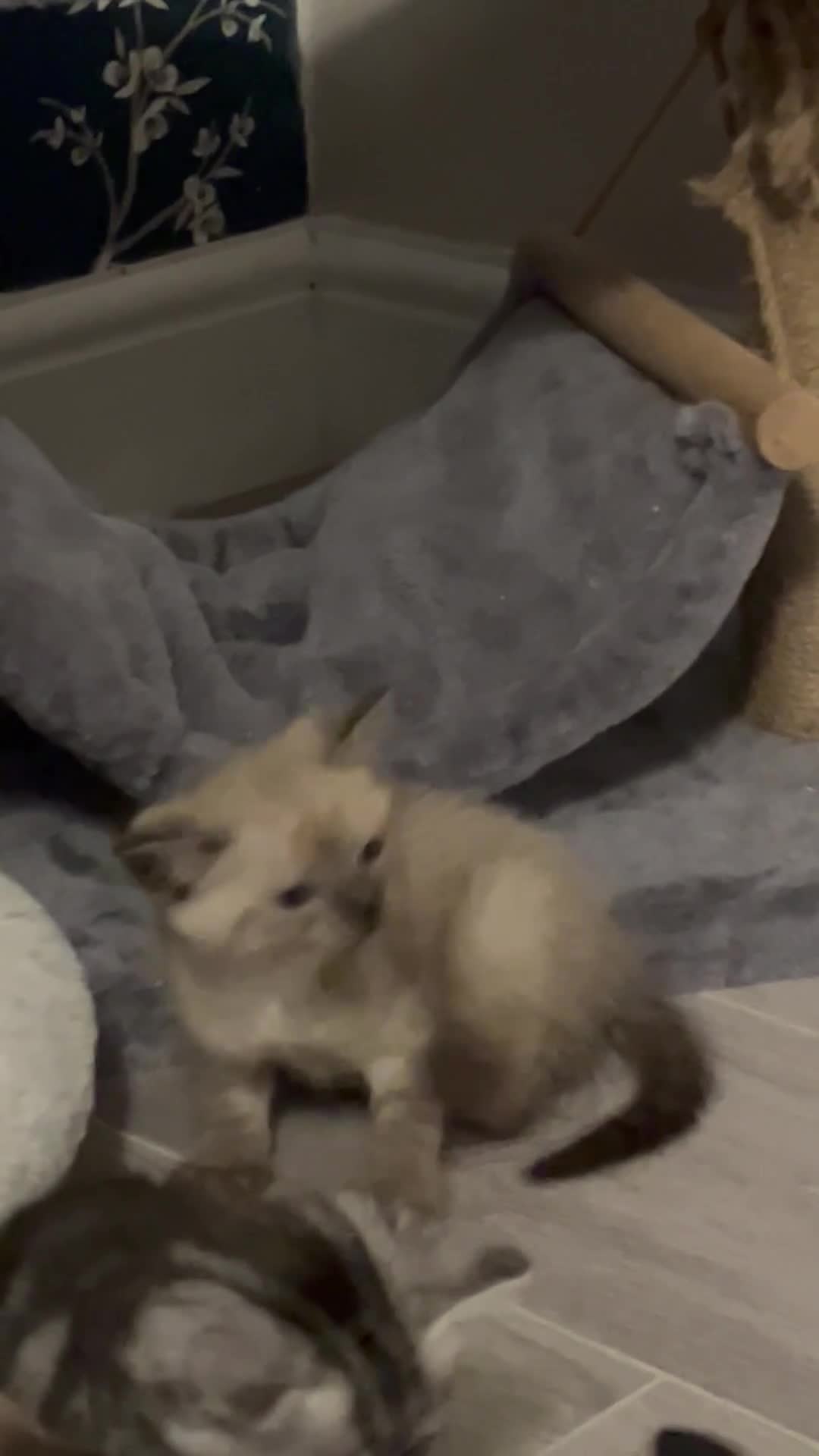 Mixed Breed cats for sale: Maples kittens in Colchester - Video 1