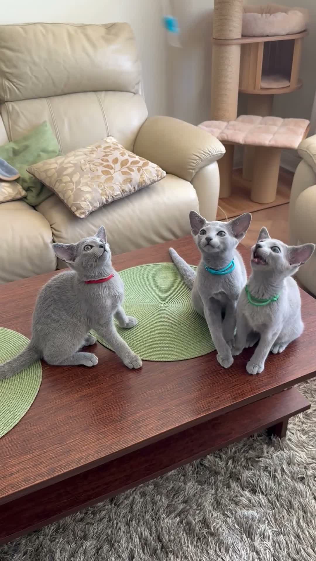 Russian Blue cats for sale: Full Pedigree American Champion Lines Russian Blue in Christchurch - Video 1