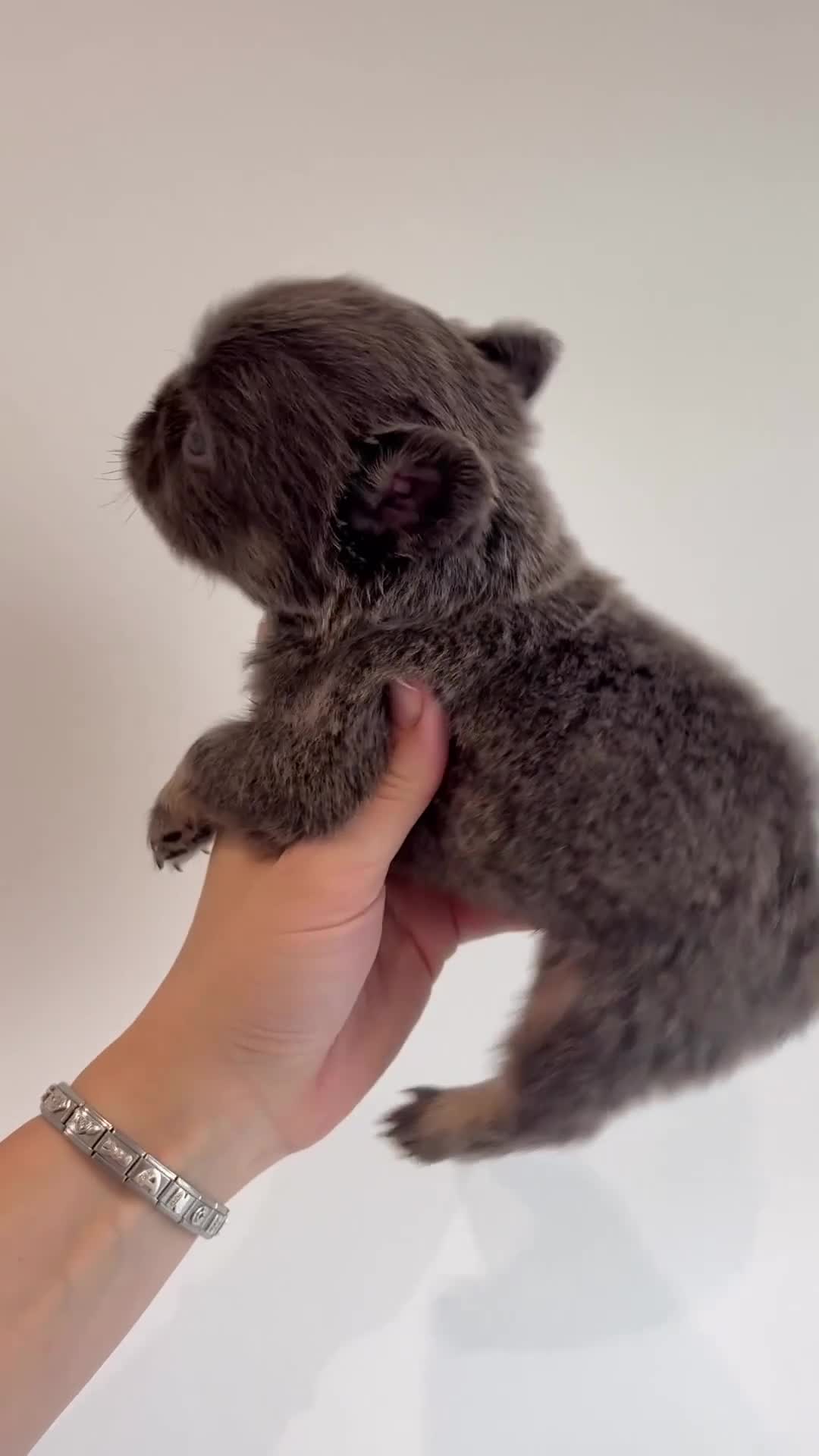 French Bulldog dogs for sale: Fluffy French bull dog puppys - Video 2