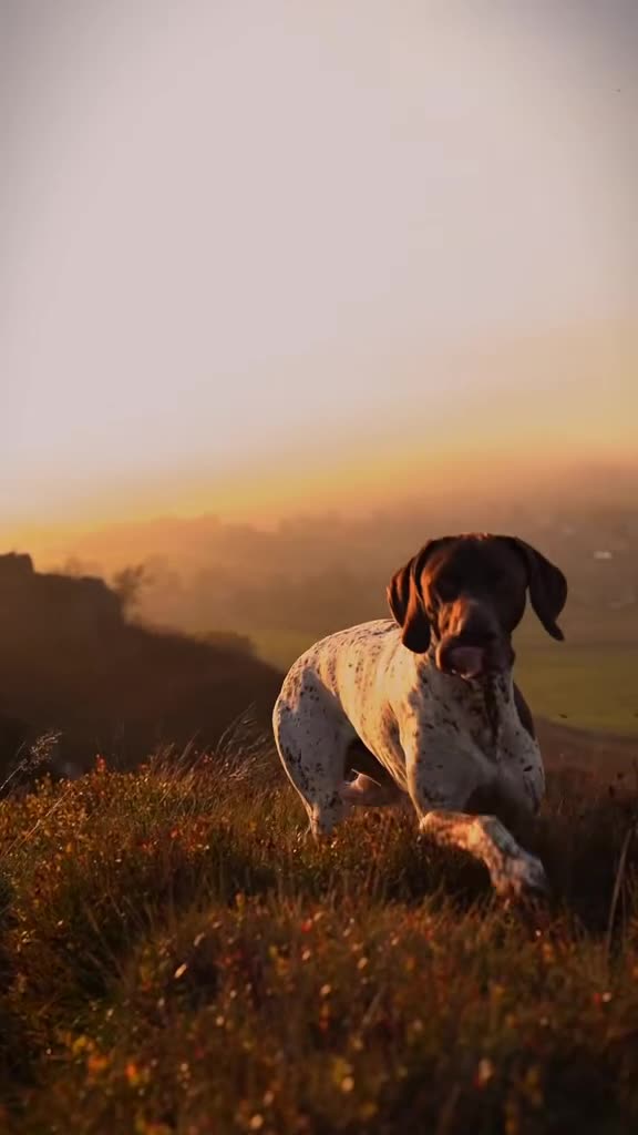 German Shorthaired Pointer dogs for stud: KC REGISTERED HEALTH CHECKED GSP STUD  - Video 2