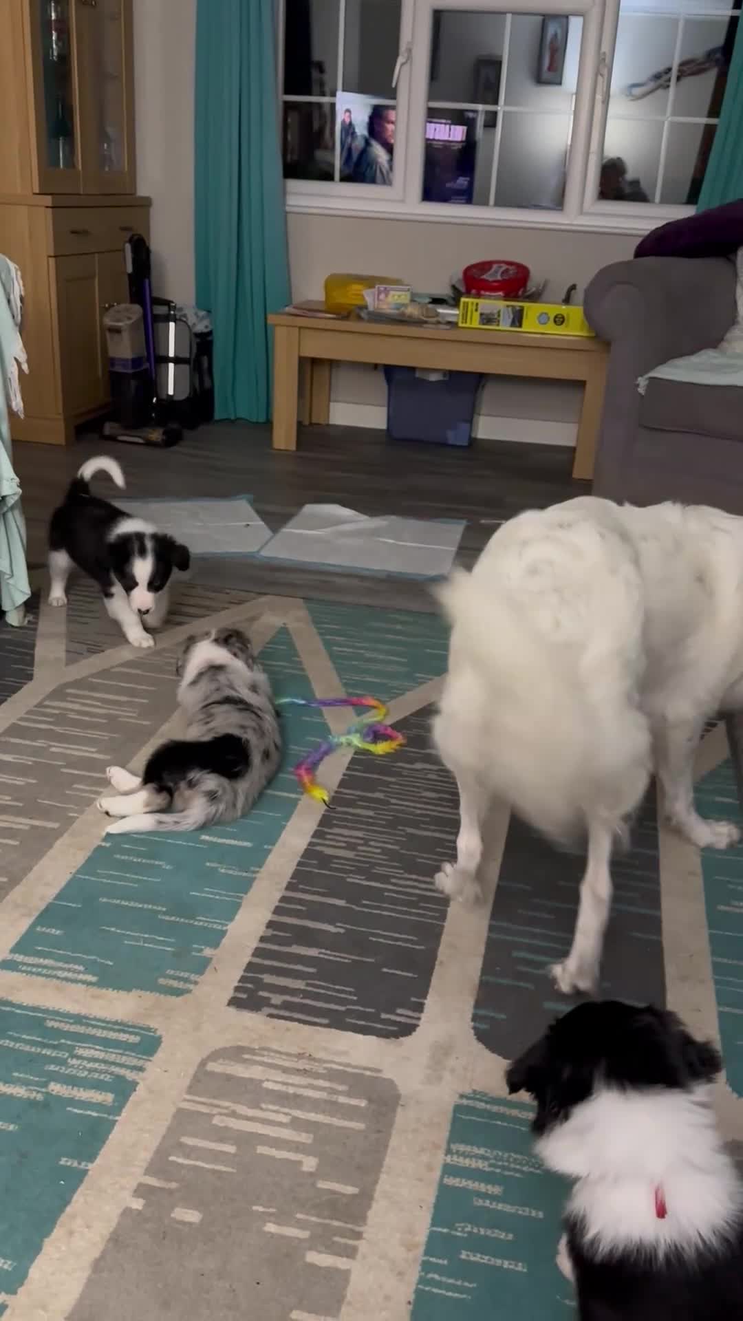 Border Collie dogs for sale: Beautiful Border Collies - Video 1