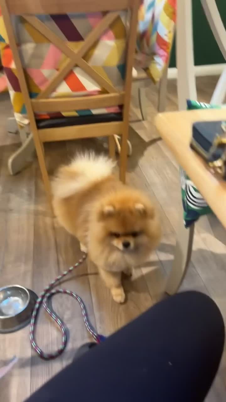 Pomeranian dogs for stud: Exclusive Pomeranian Stud  in Basildon - Video 2