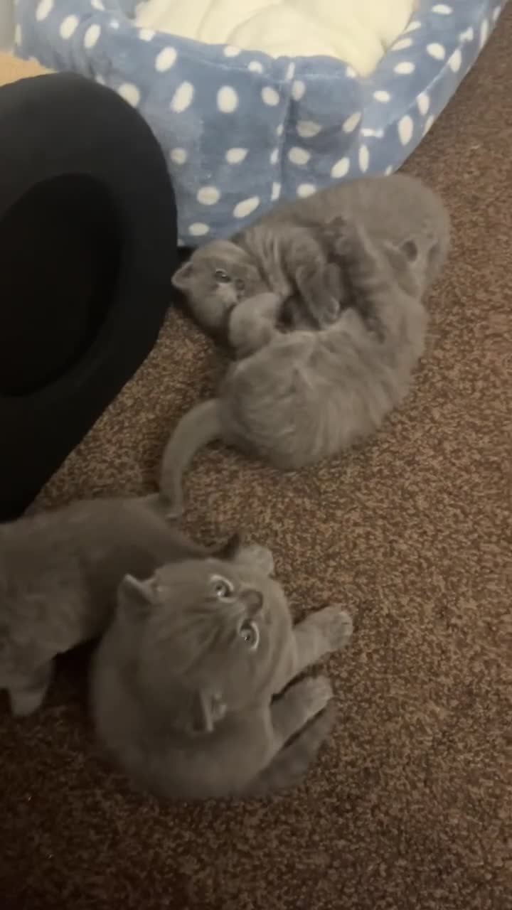 British Shorthair cats for sale: 4 british short hair kittens for sale - Video 2