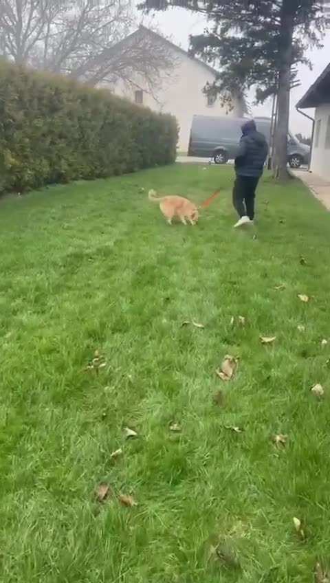 Mixed Breed dogs for adoption: ✨ Elena – a sweet girl with the softest heart ✨ - Video 1