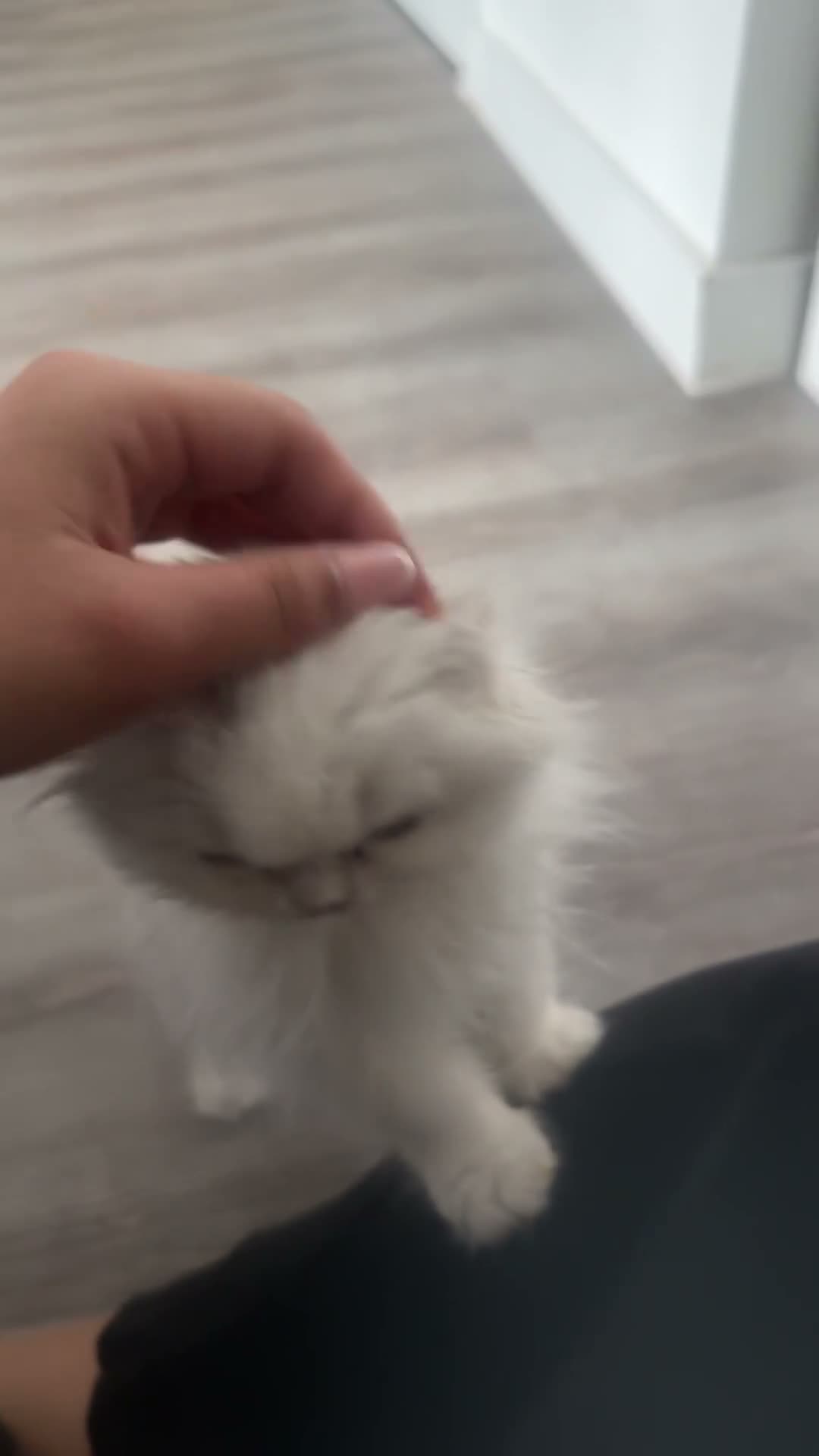 Scottish Fold cats for sale: Scottish fold x Persian kittens  - Video 2