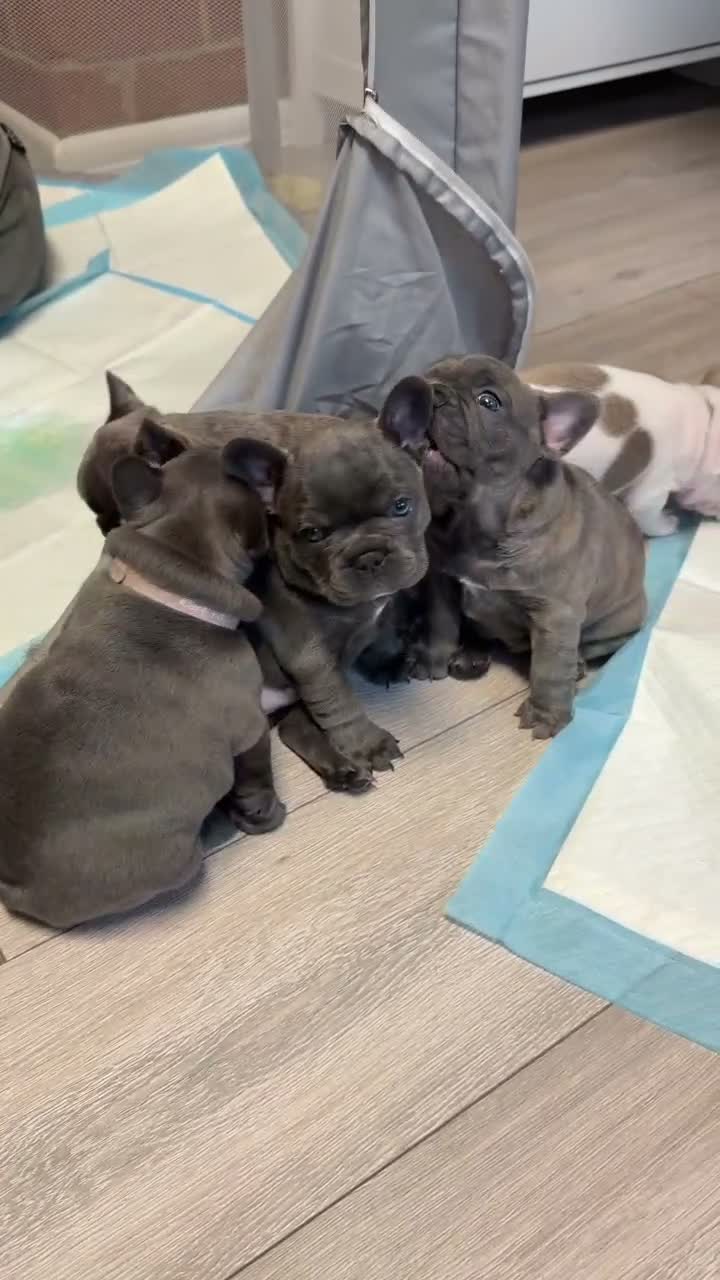 French Bulldog dogs for sale: Pedigree French Bulldog Puppies – Home-Raised - Video 2