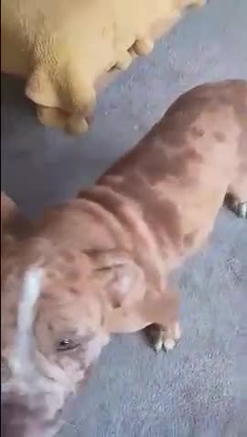 Old Tyme Bulldog dogs for sale: Bulldog pups 💜 1 GIRL LEFT REDUCED 💜   - Video 1