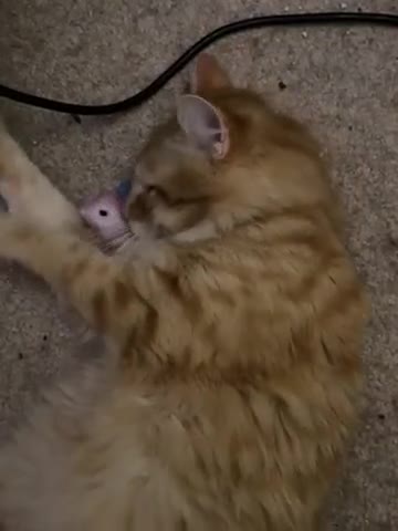British Longhair cats for sale: Ginger Tom - Video 2