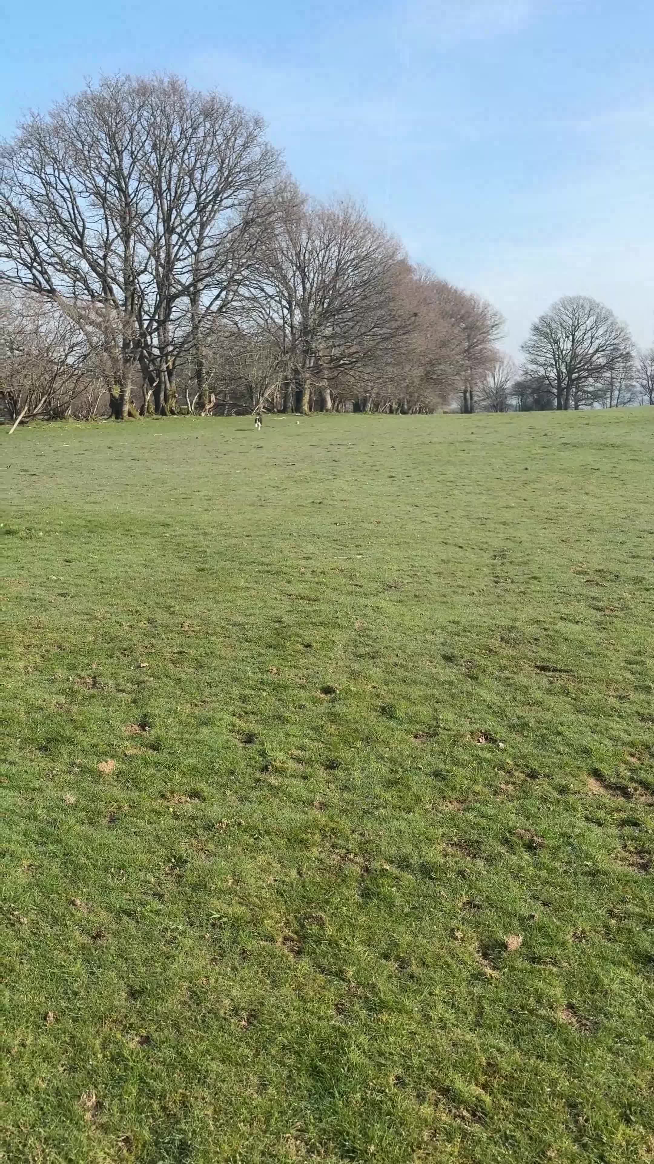 Border Collie dogs for sale: A loving border collie  - Video 2