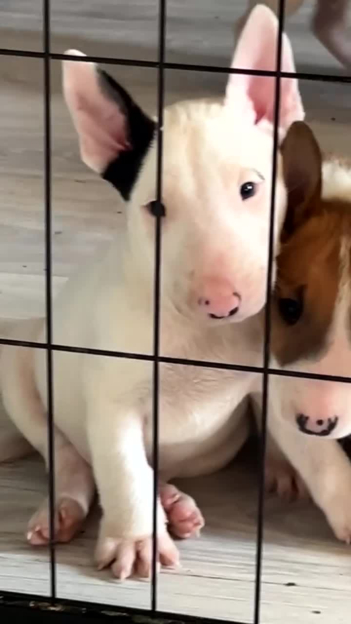 English Bull Terrier dogs for sale: 2 BOYS AVAILABLE KC REGISTERED  - Video 2