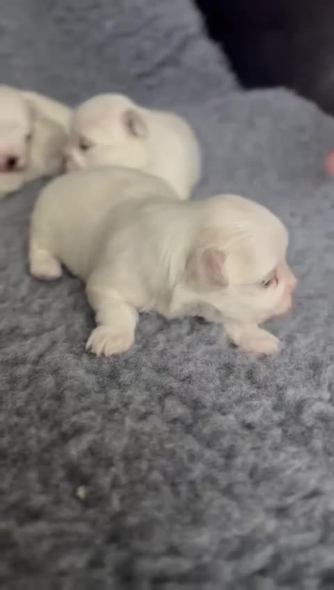 Maltese dogs for sale: Adorable Maltese Puppies 🐶 Ready April 18th 🐾 - Video 1