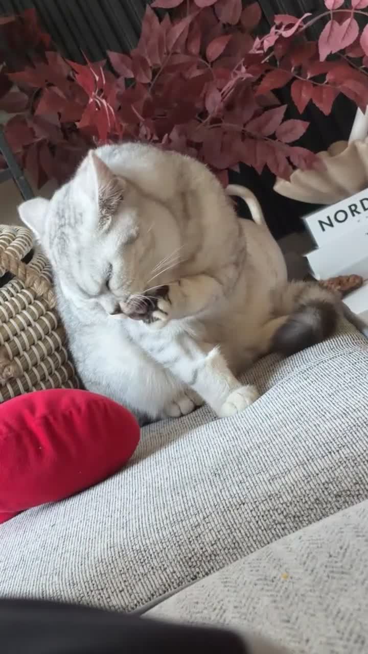 British Shorthair cats for sale: British short hair bloodline champion  - Video 2