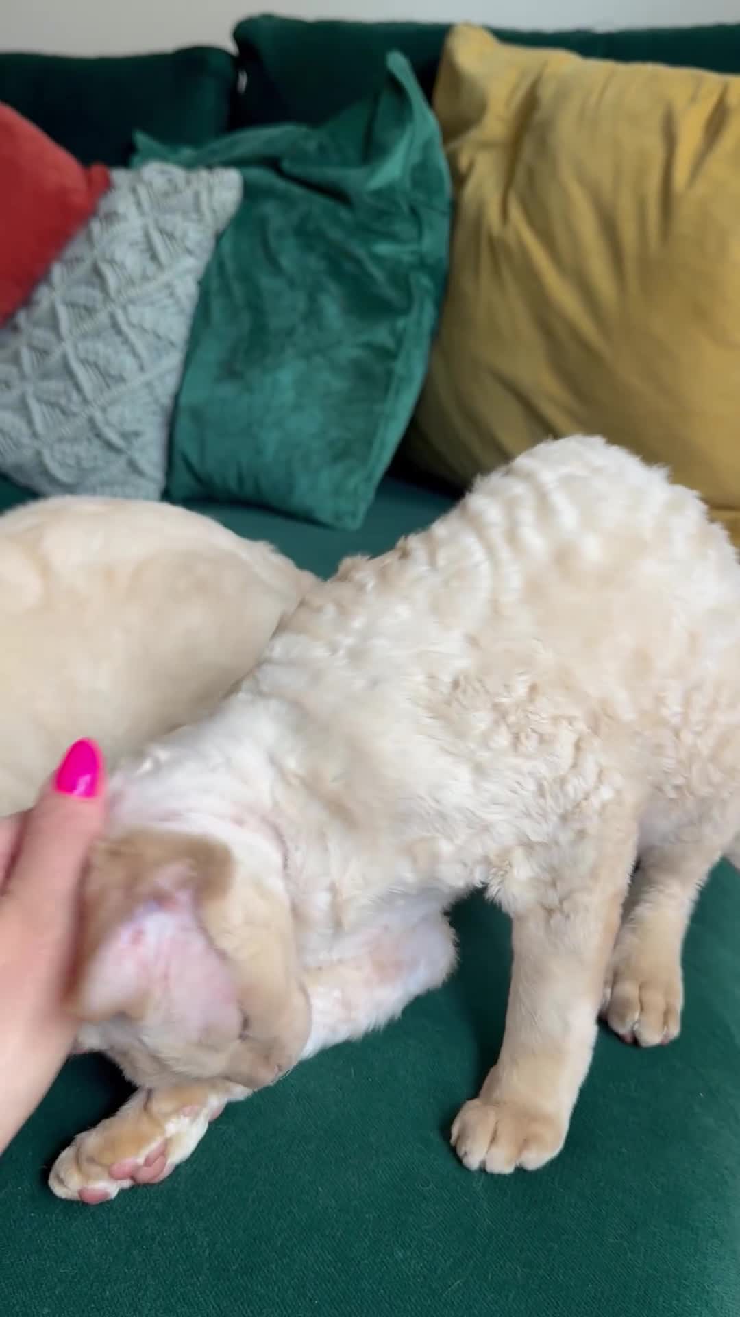 Devon Rex cats for sale: 1 Boy Left ♥️ - Video 2