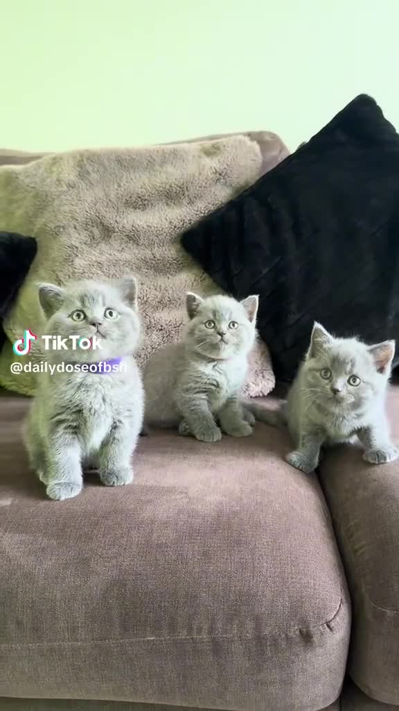 British Shorthair cats for sale: British Shorthair kittens for sale in Rochdale - Video 3