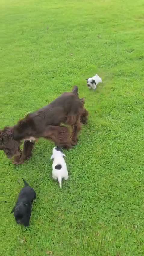 Cocker Spaniel dogs for sale: Reduced! Working cockers ready now!! - Video 1