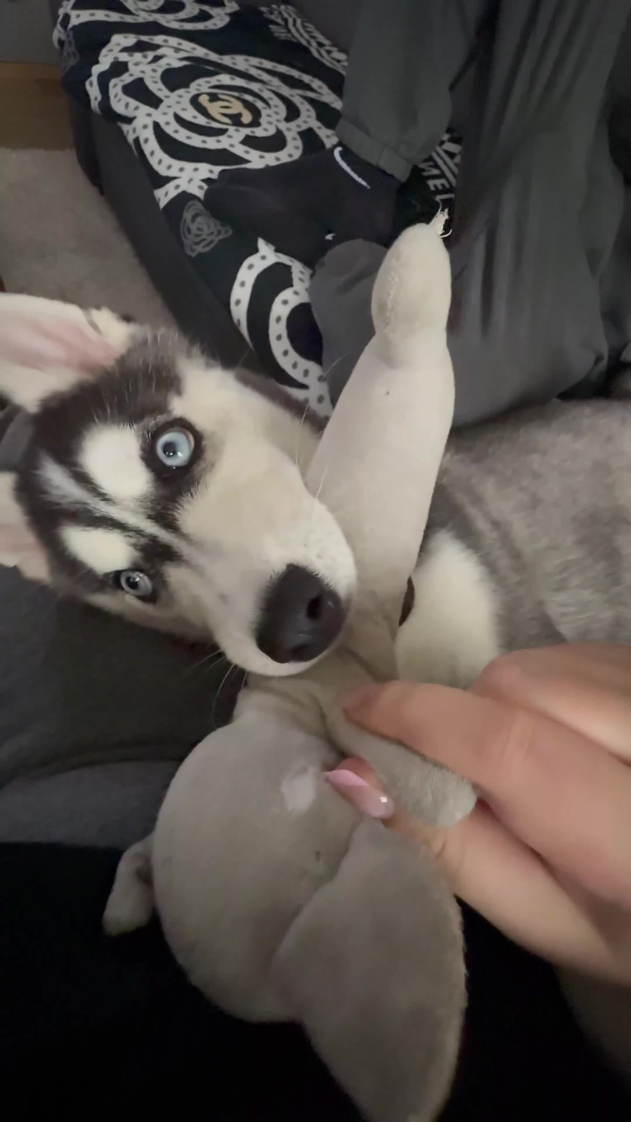 Siberian Husky dogs for sale: Hachi in Bradford - Video 2