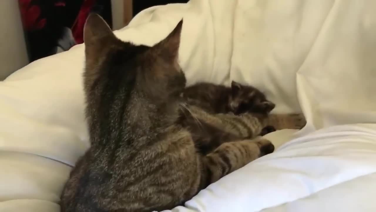 Domestic Shorthair cats for sale: Kittens For Their Next Journey - Video 1