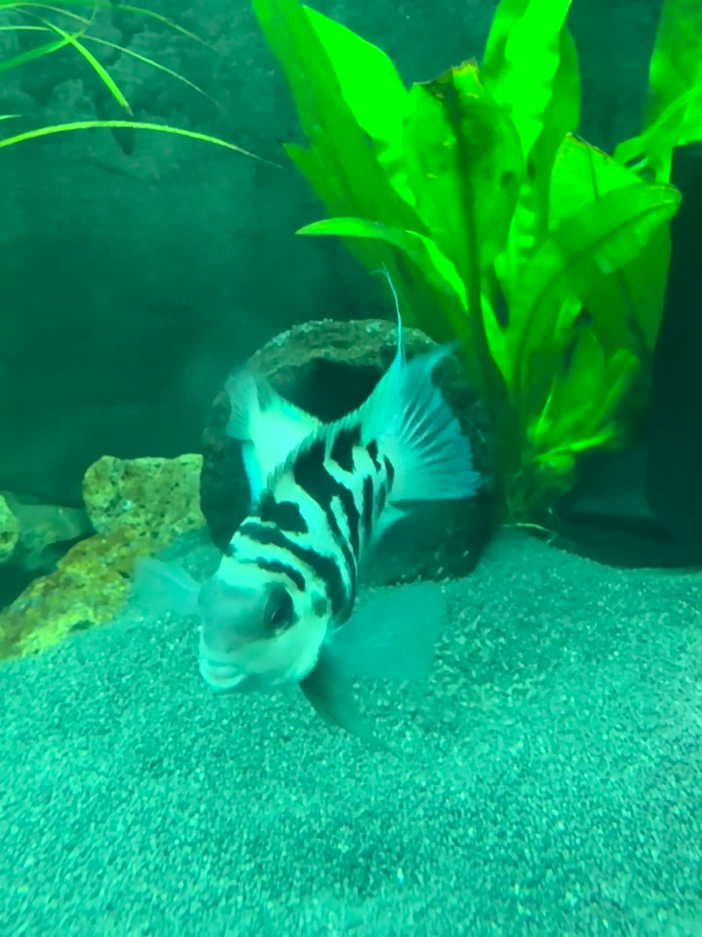 Cichlids fish for sale: 🐠 Proven Pair – Polar Blue Parrot Cichlids in Bridgnorth - Video 1