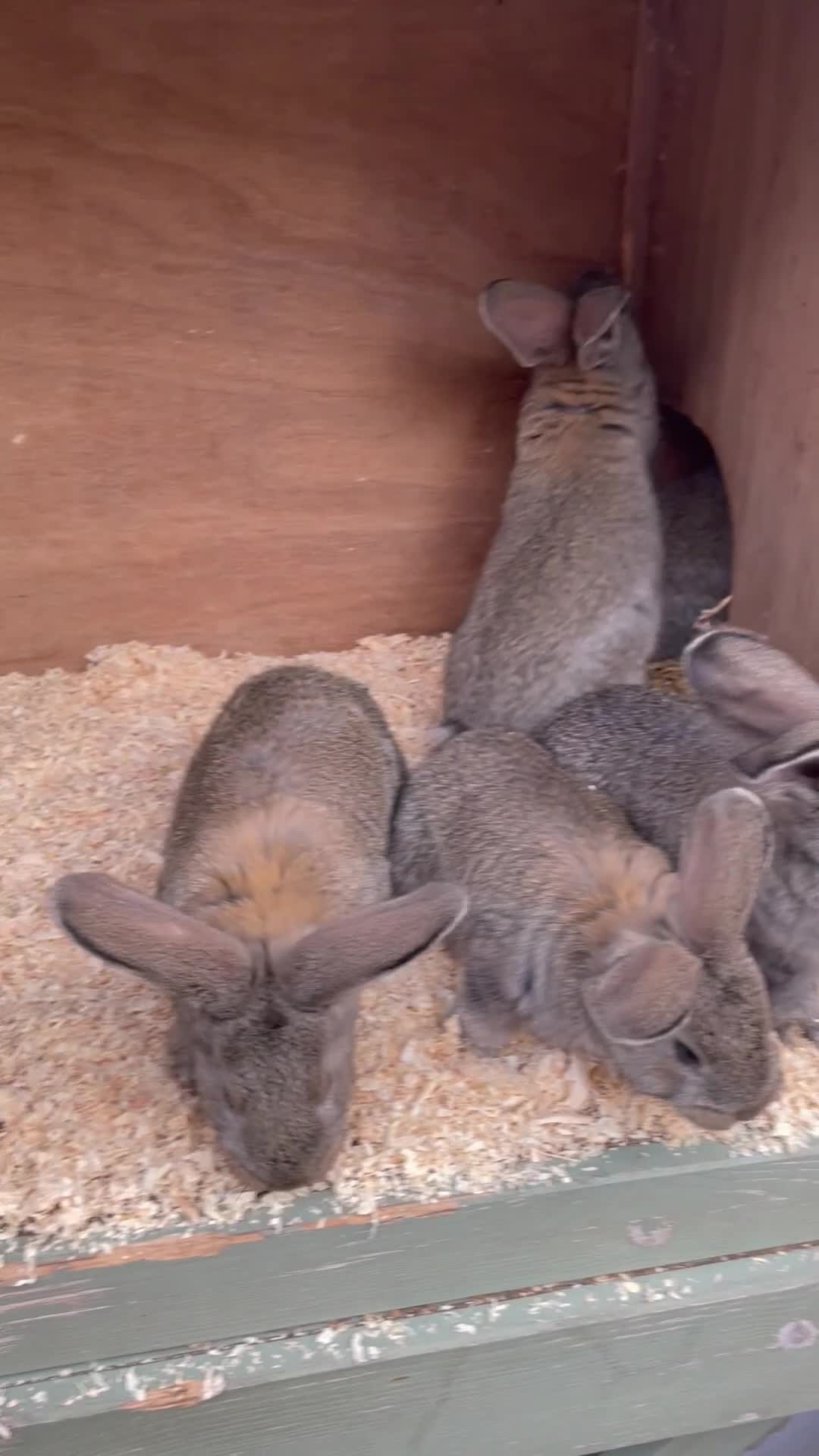 Continental Giant rabbits for sale: Continental giant babies - Video 1