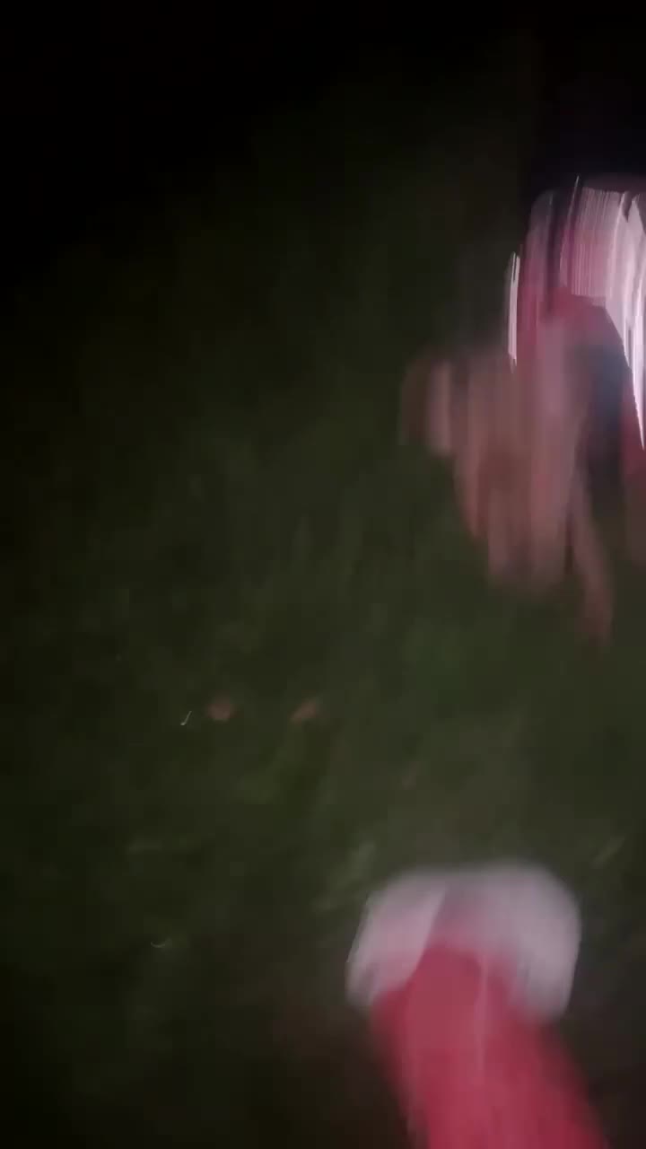 Staffordshire Bull Terrier dogs for sale: Tiger - Video 1