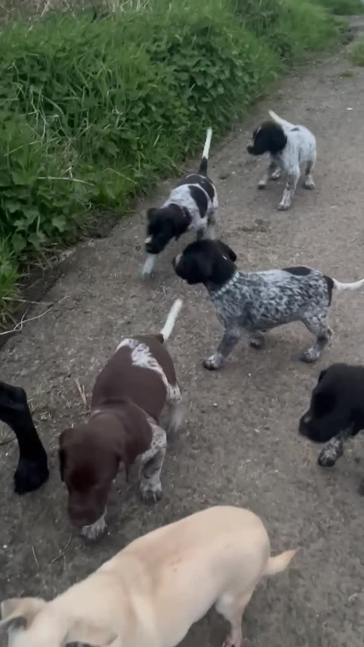 German Shorthaired Pointer dogs for sale: Stunning litter of GSP puppies !! - Video 2