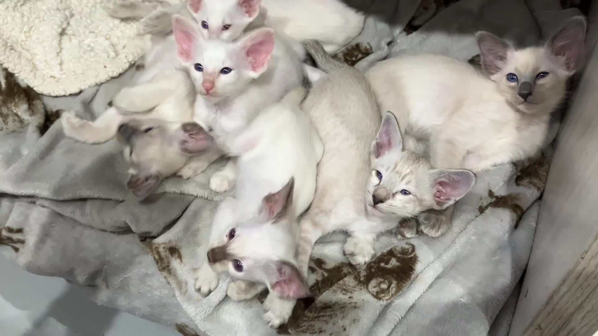 Balinese cats for sale: Lovely Bali Kittens  - Video 1