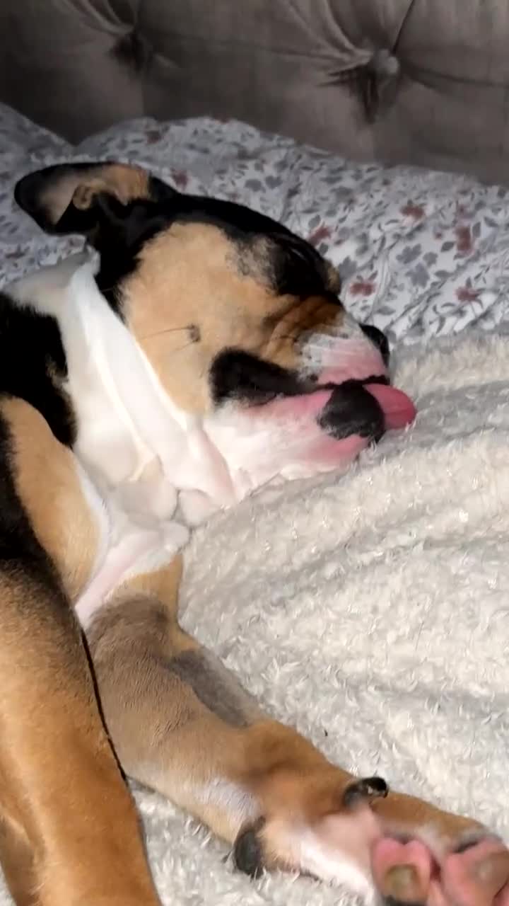 Olde English Bulldogge dogs for sale: Sophie old English bulldog - Video 3