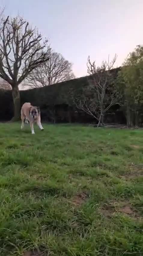 Mixed Breed dogs for adoption: MINNIE - LITTLE DYNAMO - Video 2