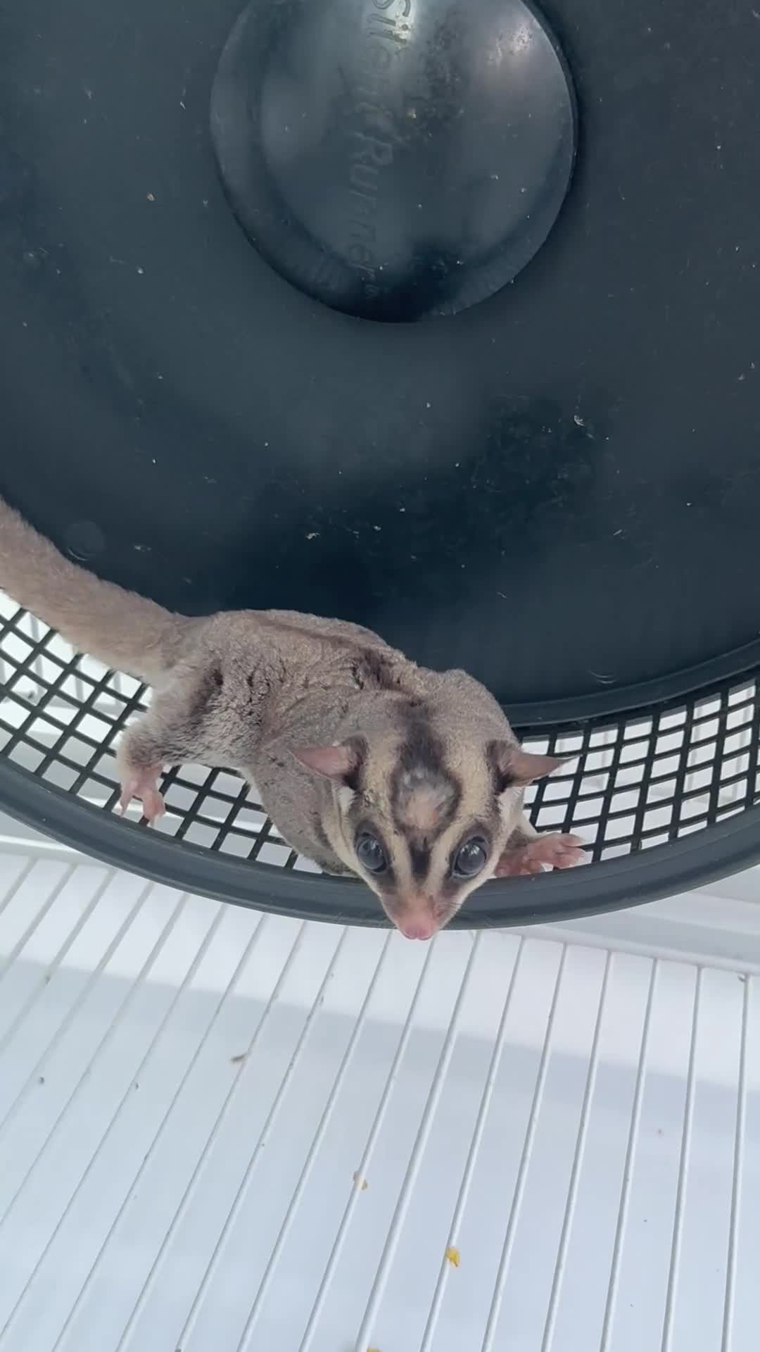 Sugar Glider rodents for sale: 2x Male sugar Gliders age 3 years in Stanford-le-Hope - Video 3