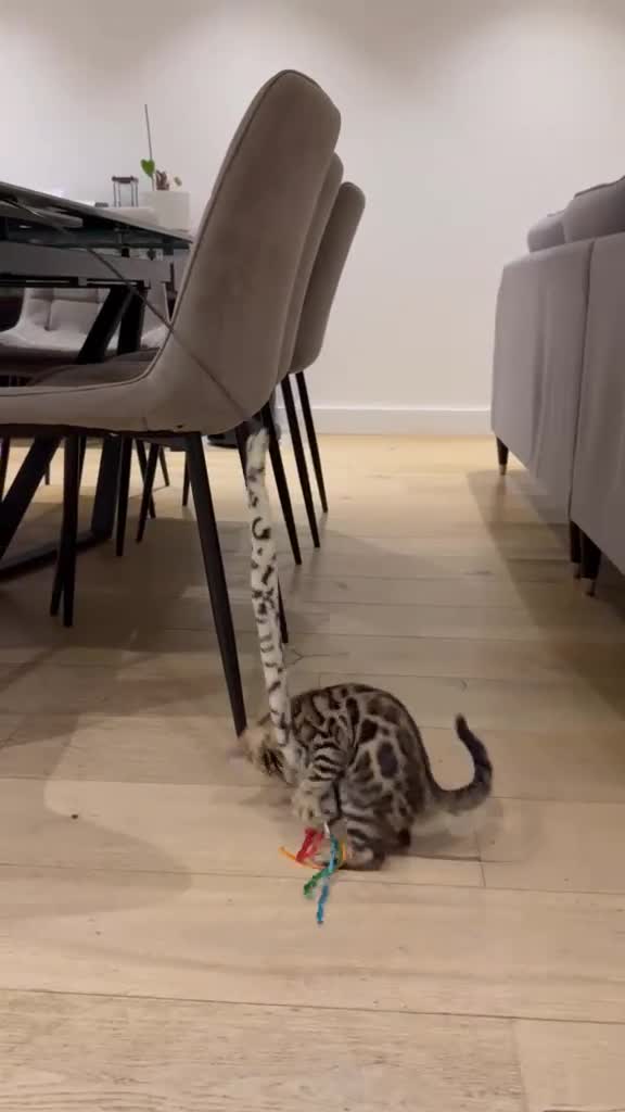 Bengal cats for sale: BENGAL BREED CLEAN in Orpington - Video 1