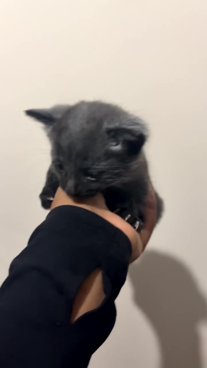 Mixed Breed cats for sale: Black Cat for Sale - Video 1