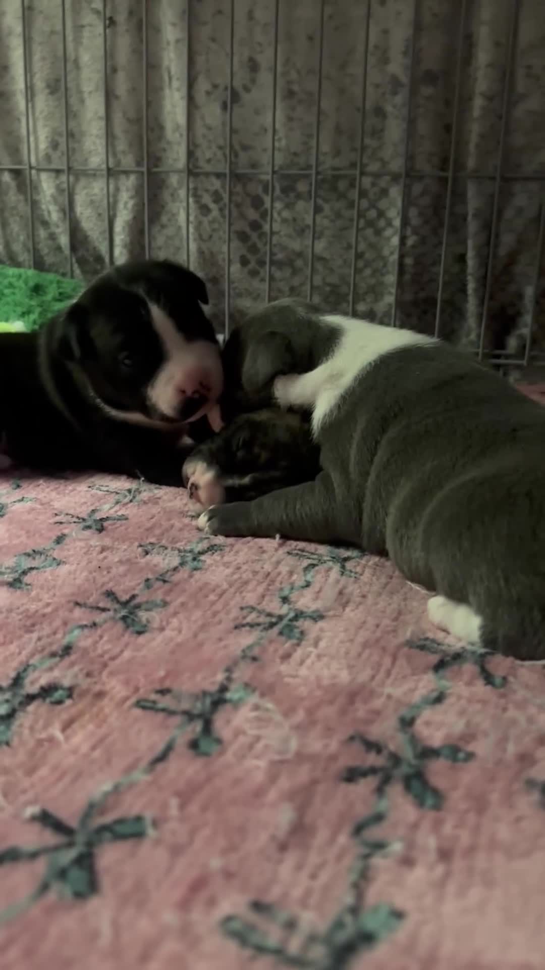 Staffordshire Bull Terrier dogs for sale: Staffordshire bull terrier 3 males  - Video 4