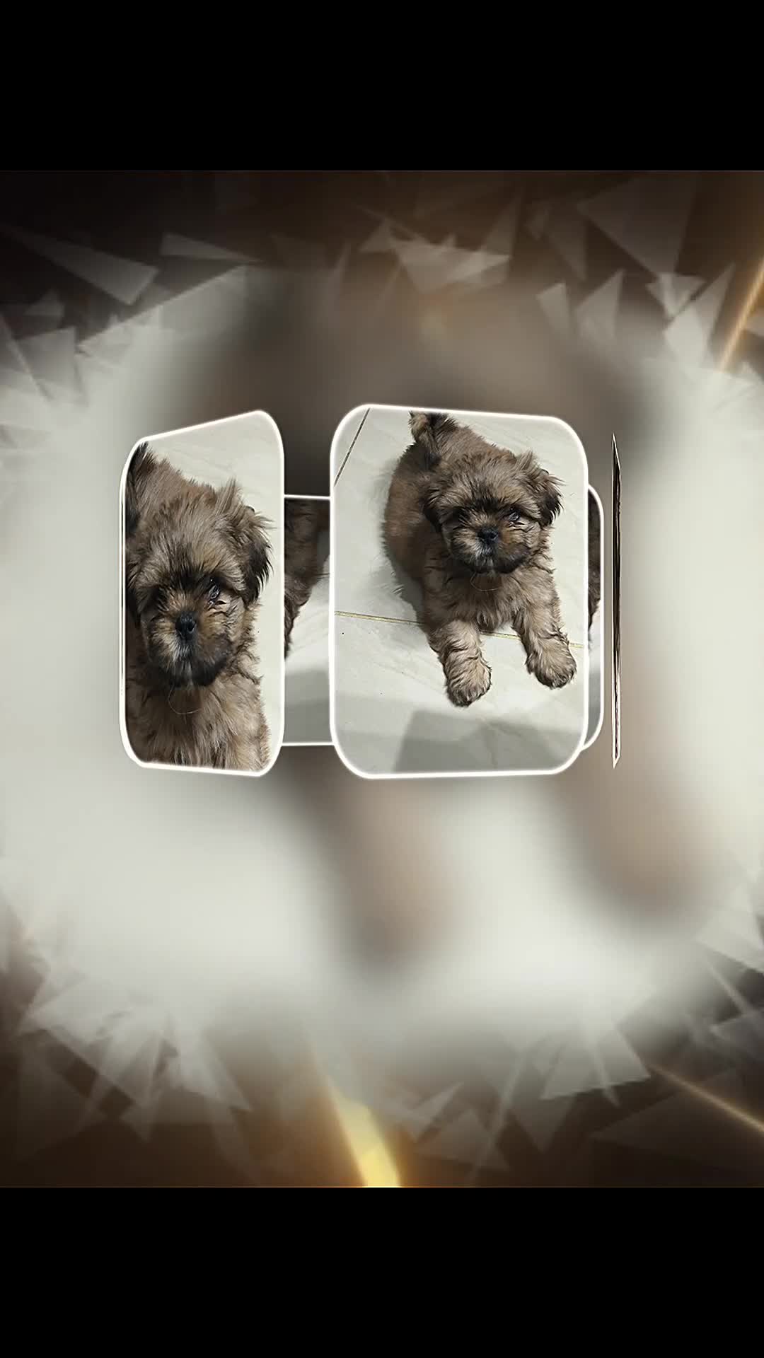 Shih Tzu dogs for sale: SHIH TZU STANDARD - PURE BREED  - Video 2