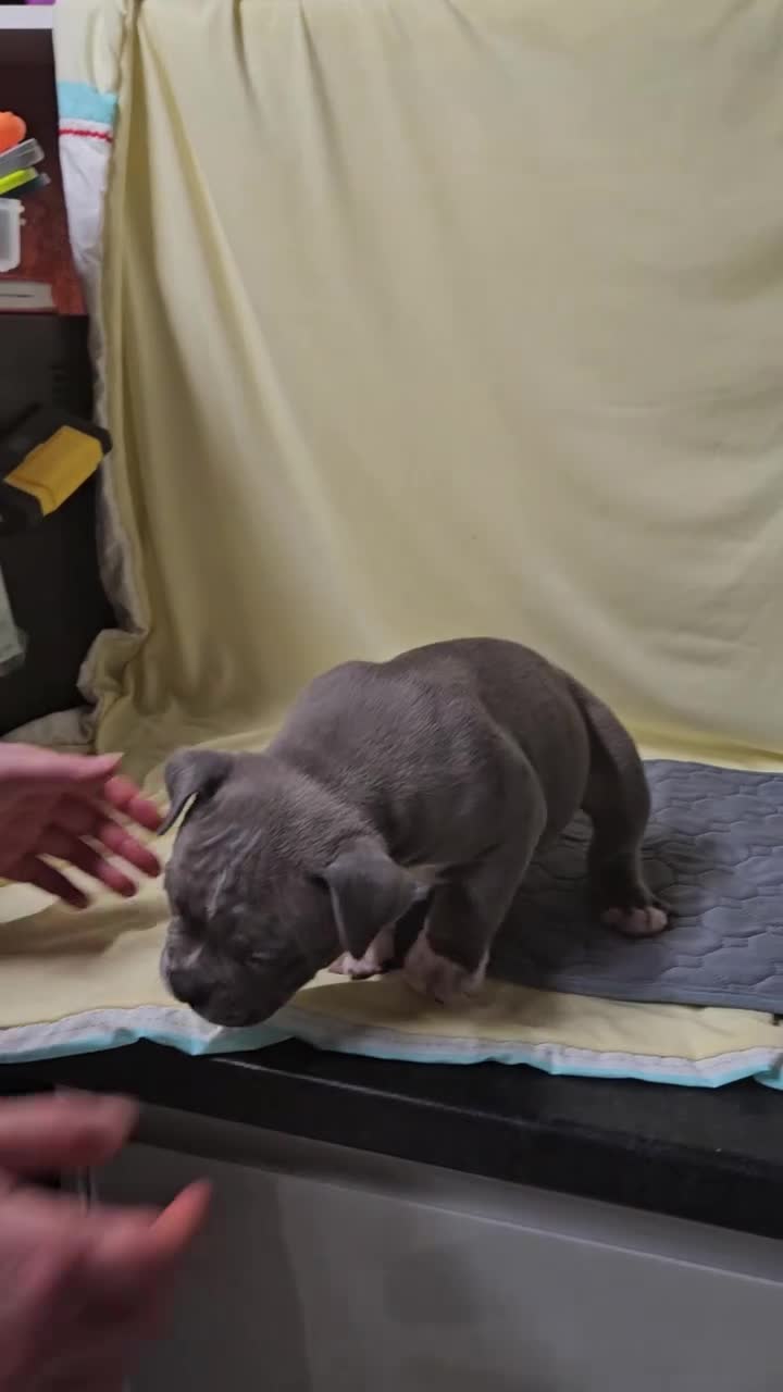 American Bully dogs for sale: Exotic Bullies - Video 2