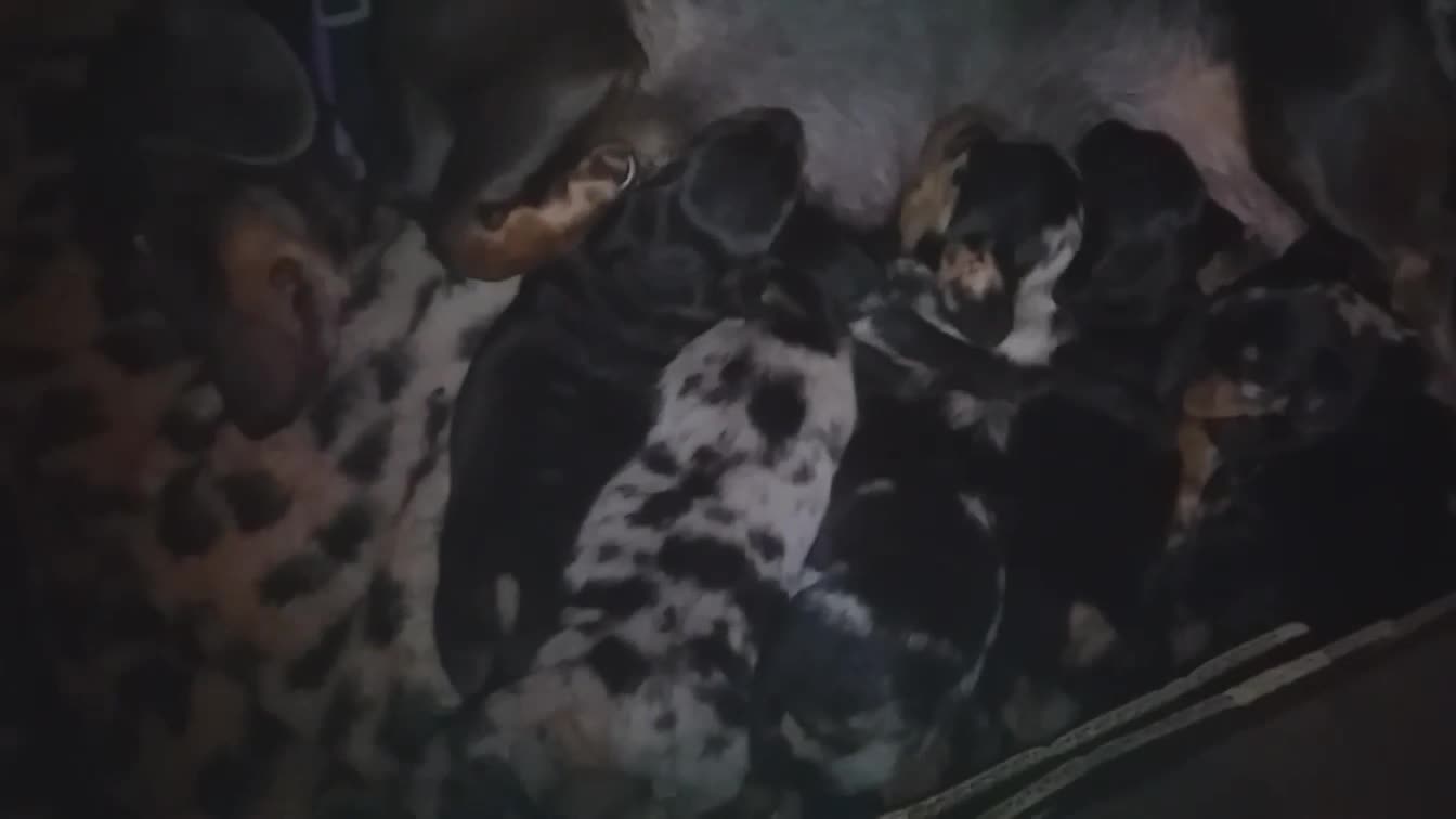 Miniature Dachshund dogs for stud: KC Chocolate dapple boy for stud very gentle. in Skegness - Video 2